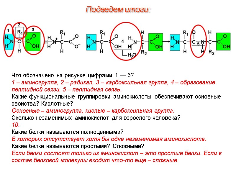 Что обозначено на рисунке цифрами 1 — 5? 1 – аминогруппа, 2 – радикал,